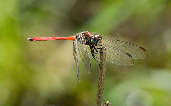 Australasian slim-wing dragonfly