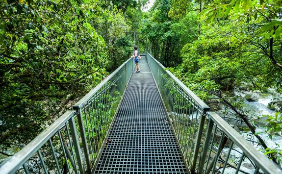 Bridge in the Daintree rainforest