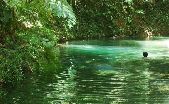 Swimming in the jungle