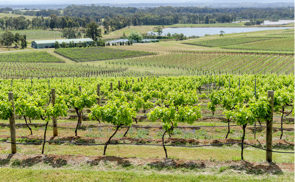 Hunter Valley vineyards