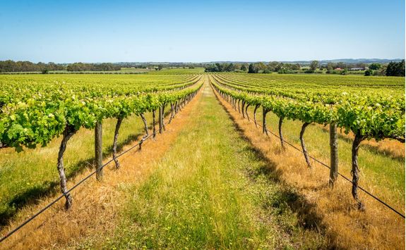 Vineyards in Barossa Valley