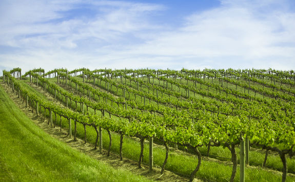 Barossa Valley