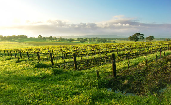 Barossa Valley vineyards