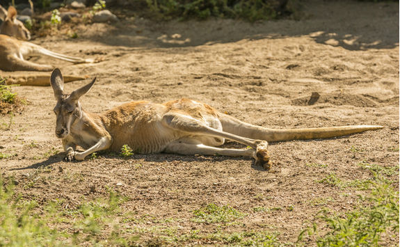 Kangaroo on Kangaroo Island