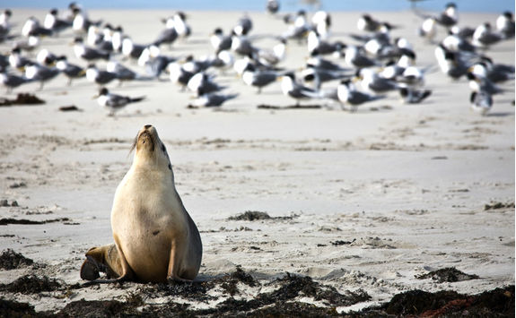 Sea lion in Kangaroo Island