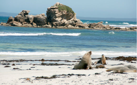 Seal's Bay