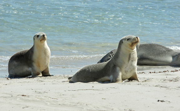 Sea lions in Kangaroo Island