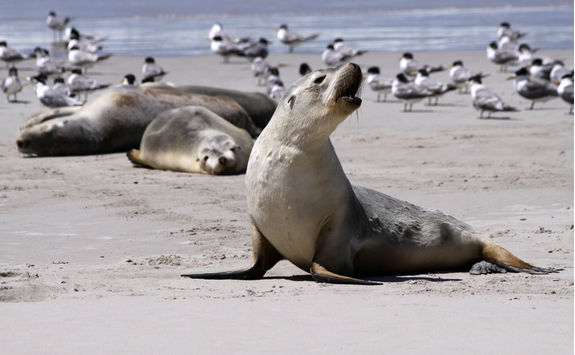 Sea lions