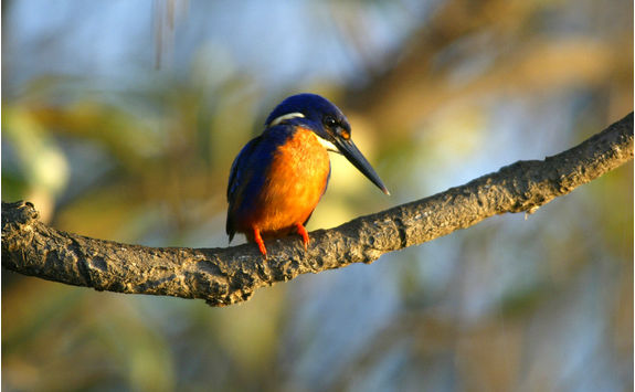 Bird in Kadaku National Park