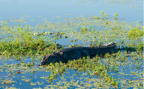 Saltwater crocodile