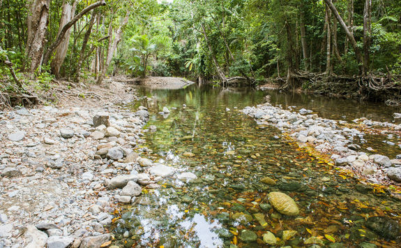 Daintree Rainforest