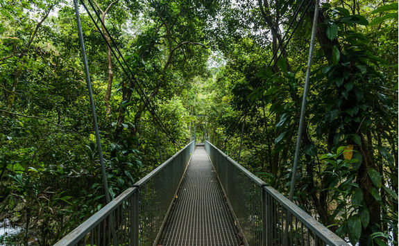 Hiking in Daintree Rainforest