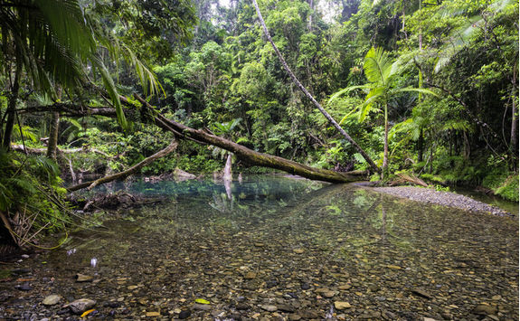 Pool in Daintree Rainforest
