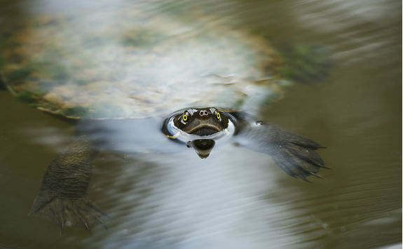 Freshwater turtle