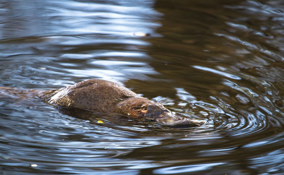 Platypus