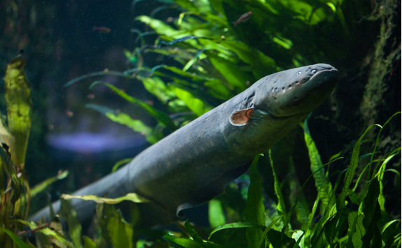 Eel underwater