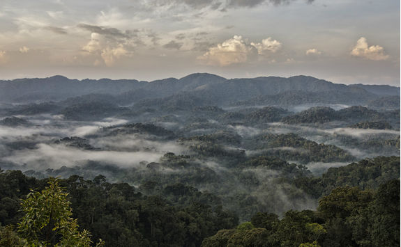 Nyungwe Forest from Above