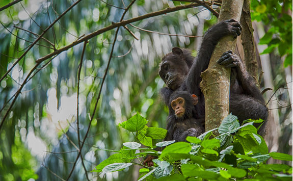 Mother and Baby Chimpanzee