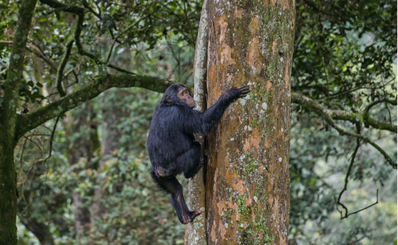 Chimpanzee Climbing a Tree