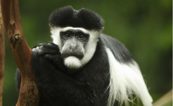 Colobus Monkey