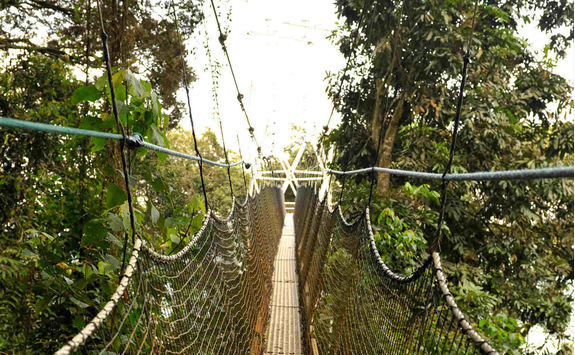 Nyungwe Canopy Walkway