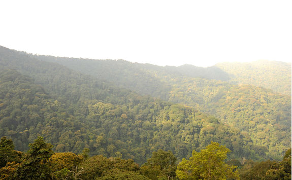 Nyungwe Forest