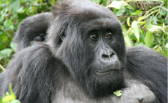 Female Gorilla