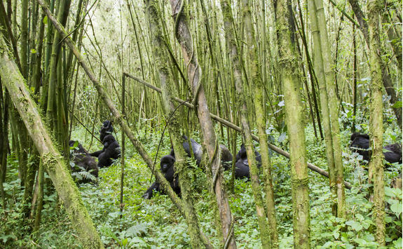 Gorillas Between the Trees