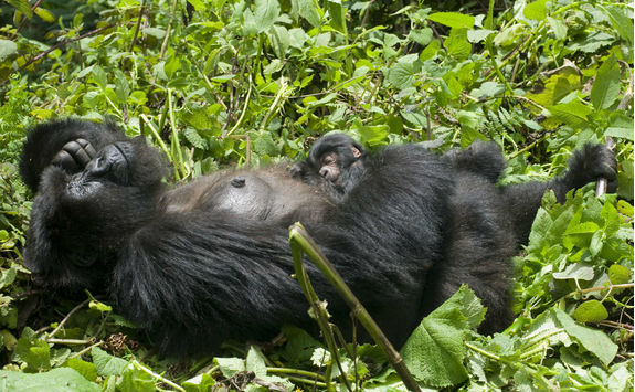 Mother and Baby Gorilla Sleeping