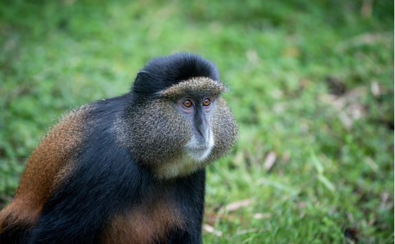 Golden Monkey