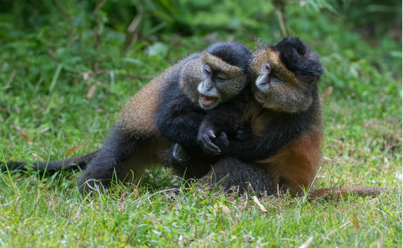 Golden Monkeys Playing