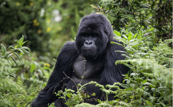 Gorilla Up Close