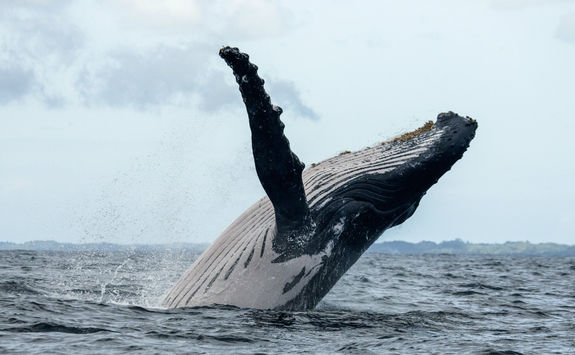 Humpback Whale Breaching