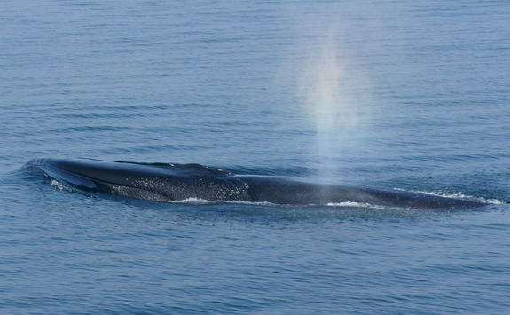 Fin Whale