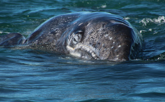 Grey Whale Up Close