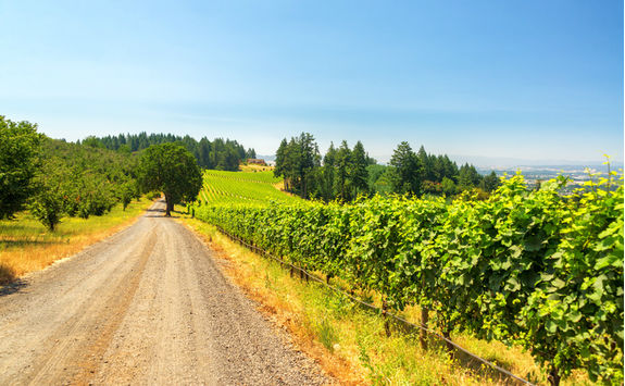 Willamette Valley vineyard