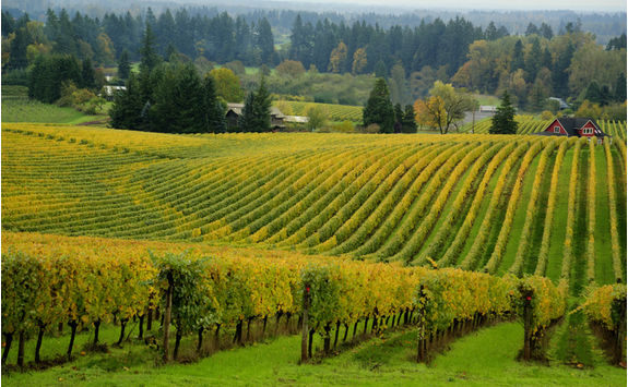 Vineyard in Oregon