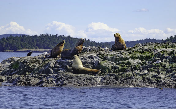 Sea lions in San Juan Island