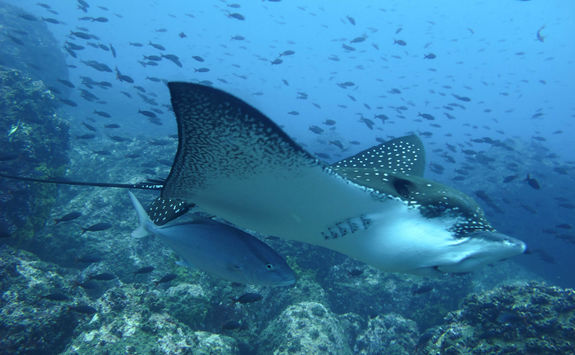 Manta Ray