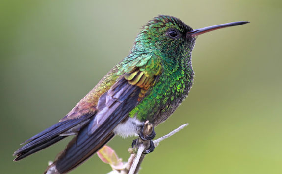Copper-rumped Hummingburd