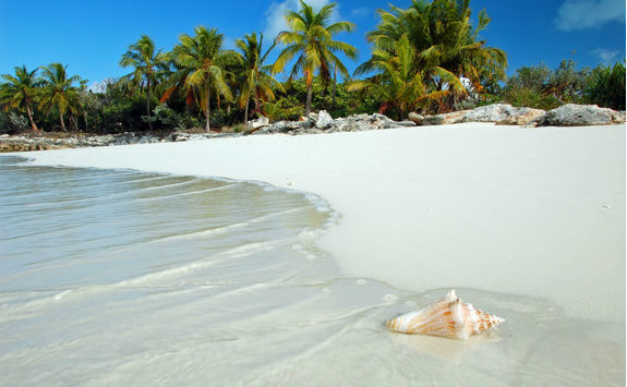 Conch Shell