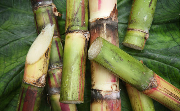 Sugar Cane Up Close