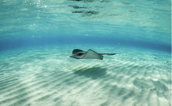 Stingray Fish