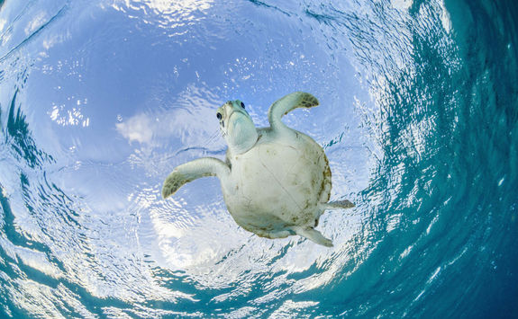 Turtle