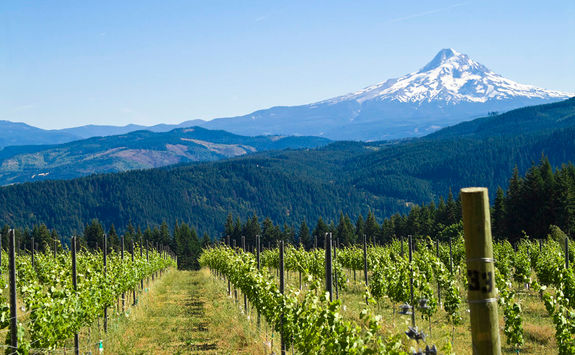 Oregon vineyard and mountain