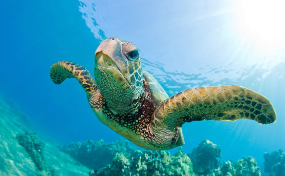 Denis Island sea turtle