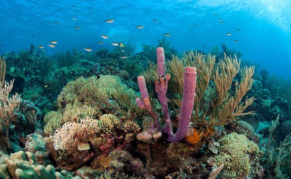 Coral in Grenada