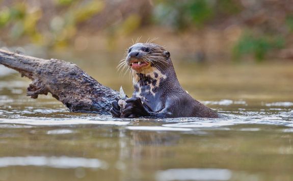 giant river otter peru
