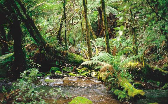 rainforest peru