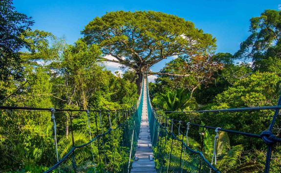 treetops bridge peruvian amazon